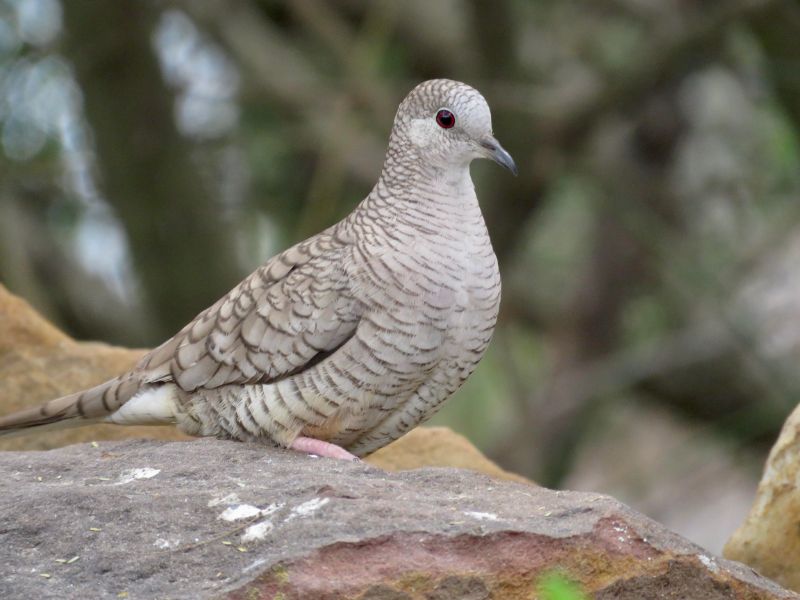 Inca Dove
